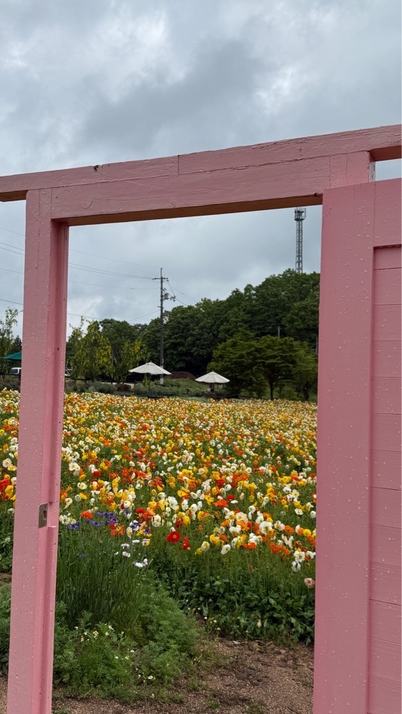 みぃさんが投稿した香山ラベンダーの丘に関する口コミの画像