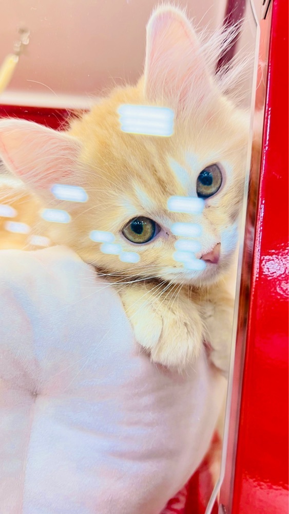 miiさんが投稿したペットの専門店コジマモラージュ菖蒲店に関する口コミの画像