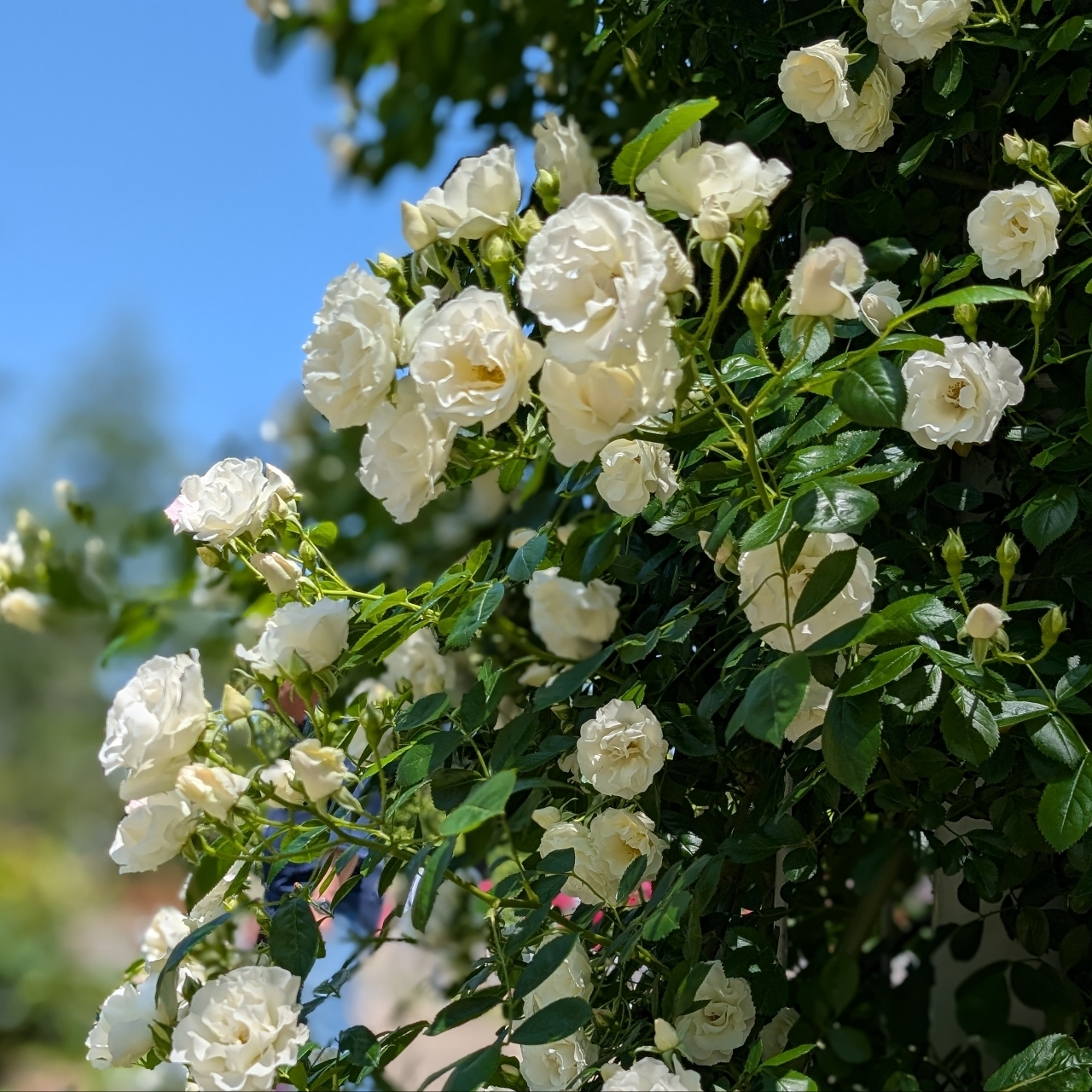 鶴舞公園の「花まつり」