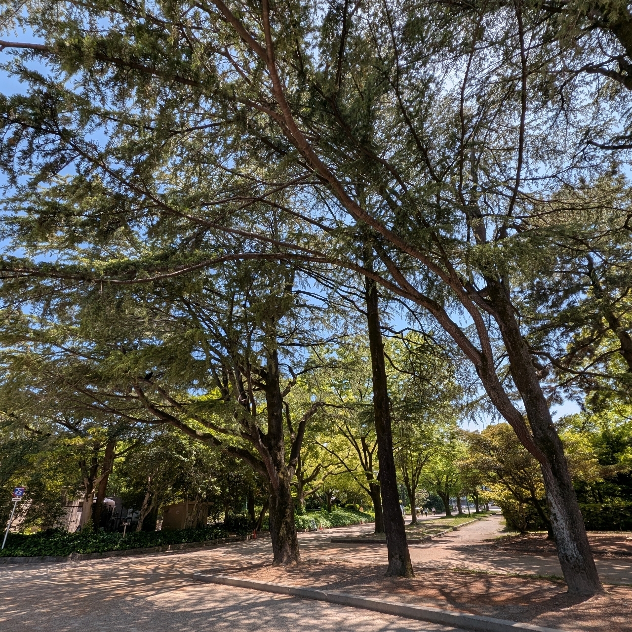 ぬっくさんが投稿した鶴舞公園の「花まつり」に関する口コミの画像