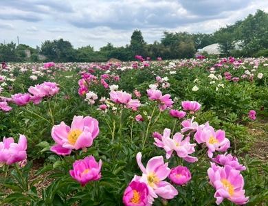 つくば牡丹園PeonyGardenTokyoinTsukuba
