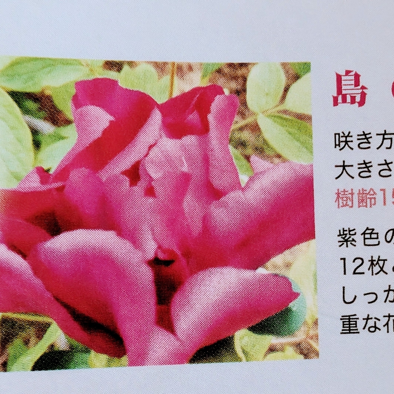 Pさんが投稿したつくば牡丹園PeonyGardenTokyoinTsukubaに関する口コミの画像