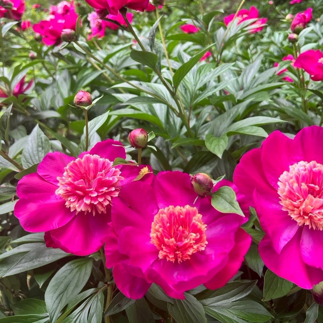 Pさんが投稿したつくば牡丹園PeonyGardenTokyoinTsukubaに関する口コミの画像