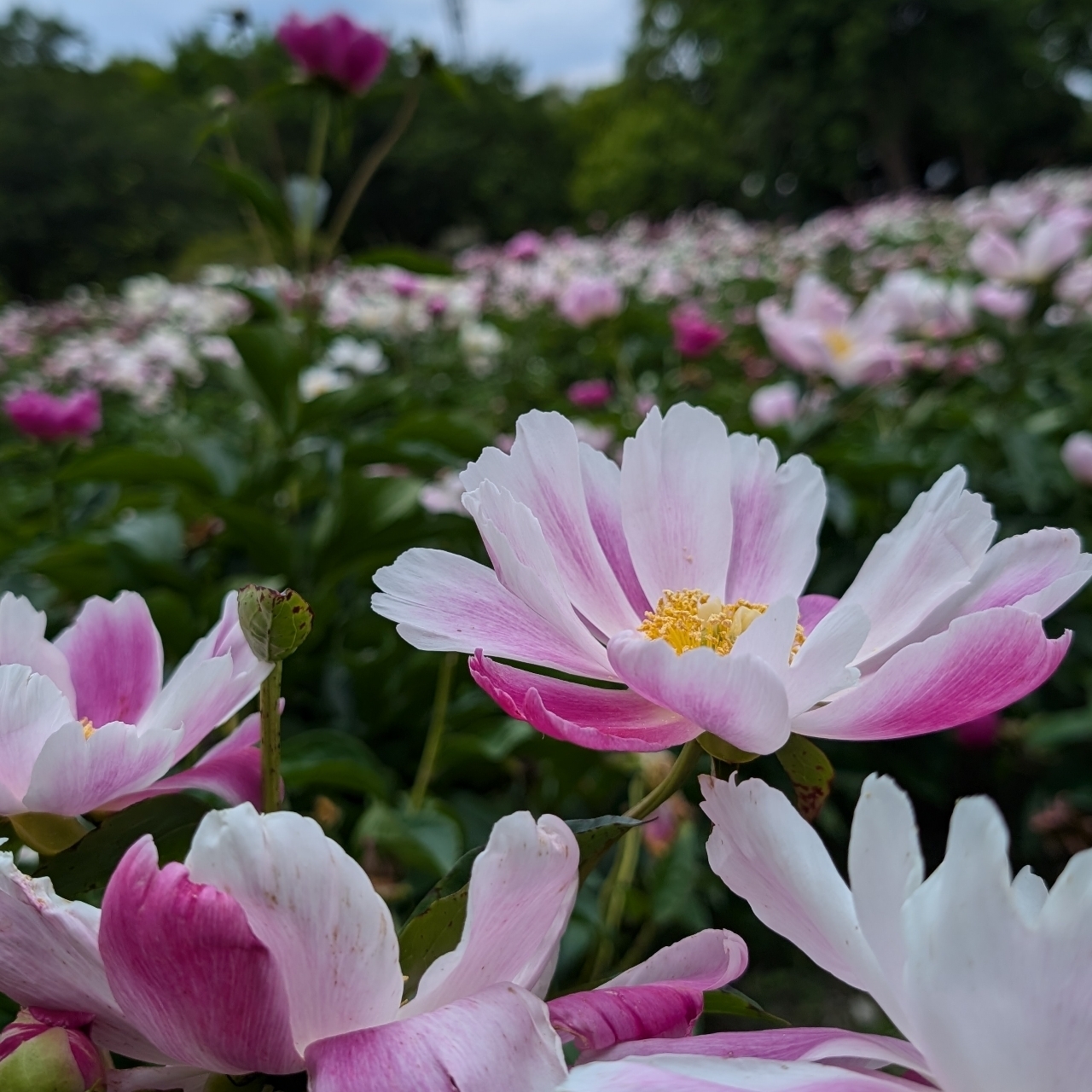 Pさんが投稿したつくば牡丹園PeonyGardenTokyoinTsukubaに関する口コミの画像
