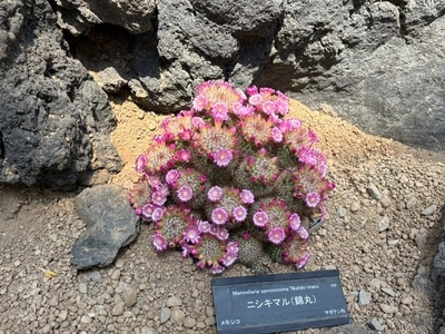 咲くやこの花館