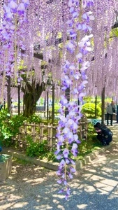玉敷公園
