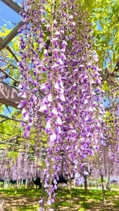 玉敷公園