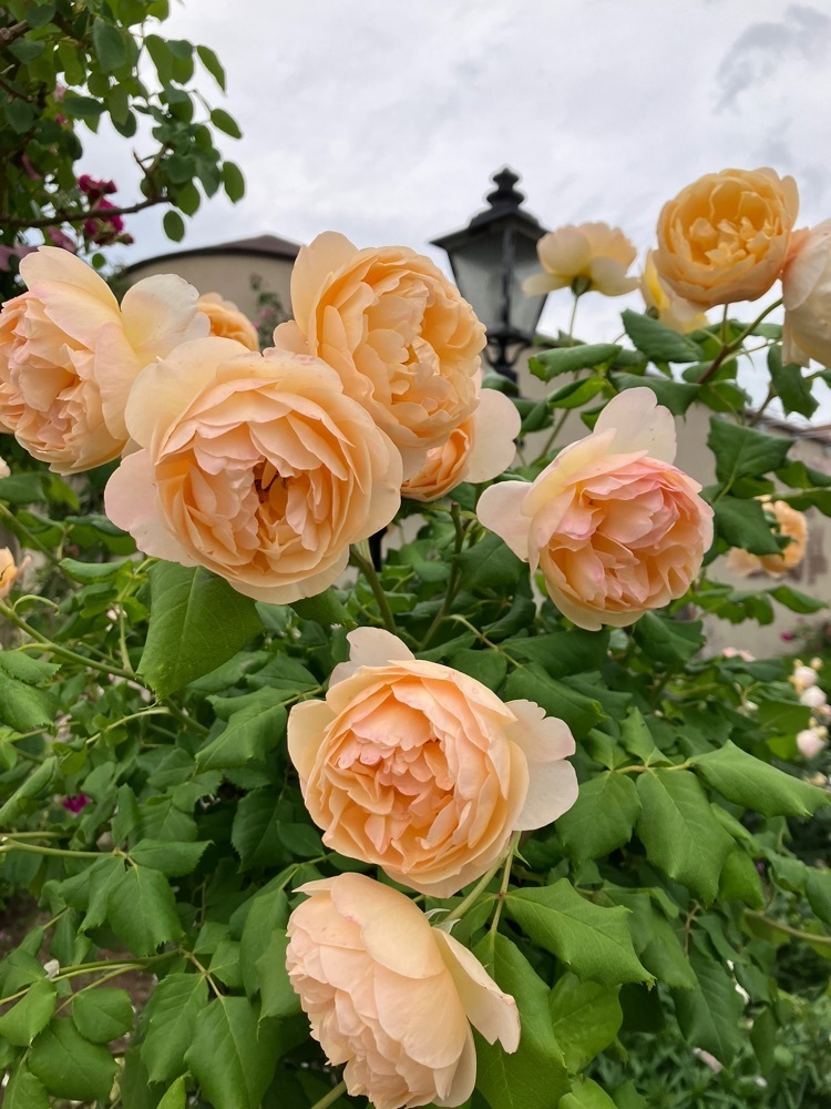 Nさんが投稿したROSA MAISON に関する口コミの画像