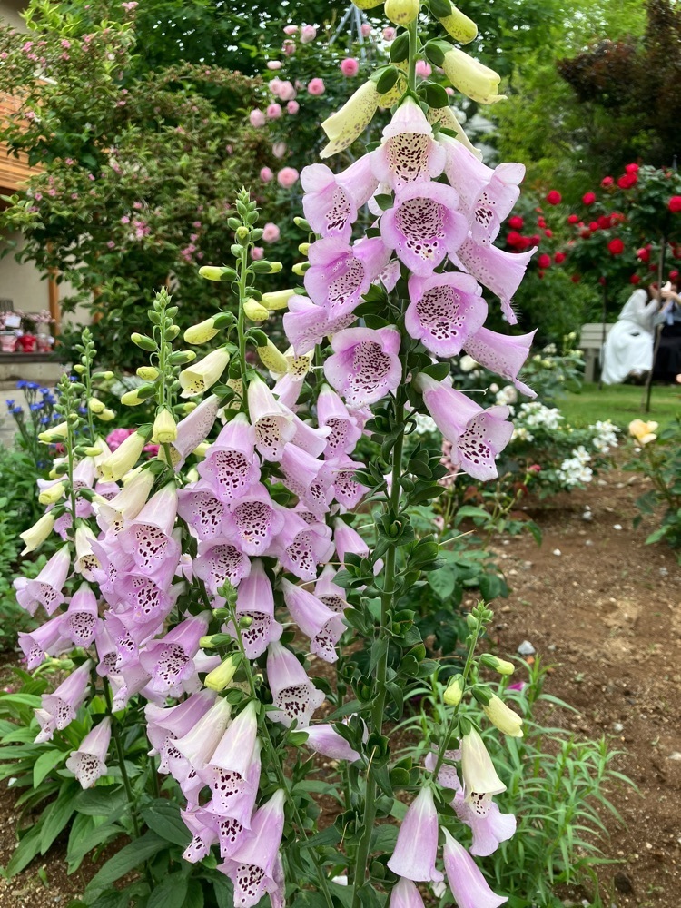 Nさんが投稿したROSA MAISON に関する口コミの画像