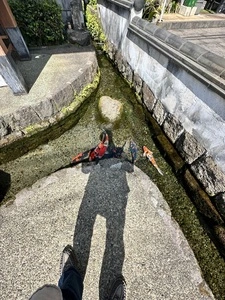 清流亭（鯉の泳ぐまち観光交流センター）