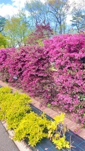 武蔵丘陵森林公園内花木園