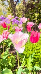 武蔵丘陵森林公園内花木園