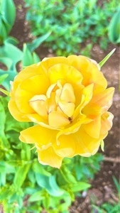 武蔵丘陵森林公園内花木園