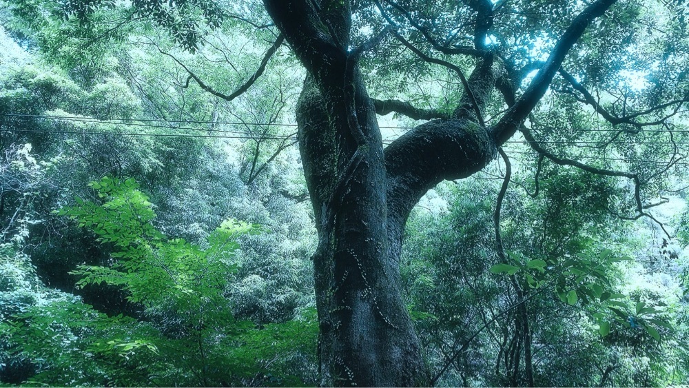 兎きちさんが投稿した速川神社に関する口コミの画像