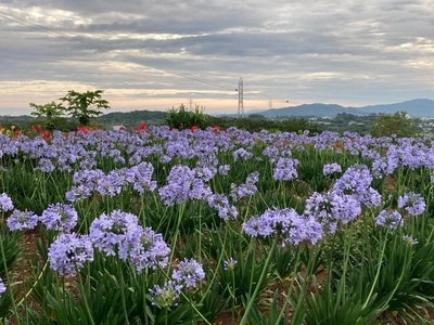 山城紅茶 CHAEN