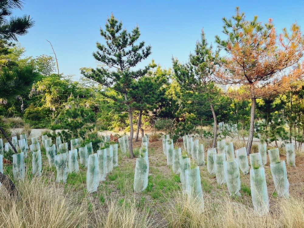 猫なぎ。さんが投稿した大神宮に関する口コミの画像