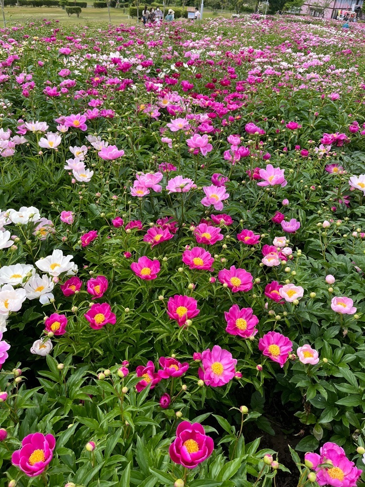 コバッチさんが投稿した愛宕山公園に関する口コミの画像