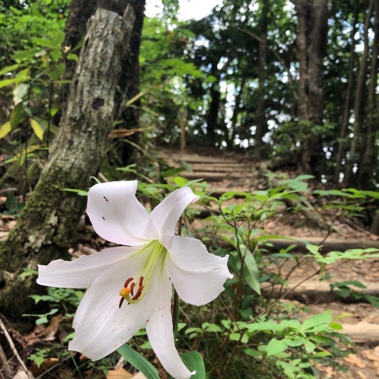 takeさんが投稿した猿投山登山道に関する口コミの画像