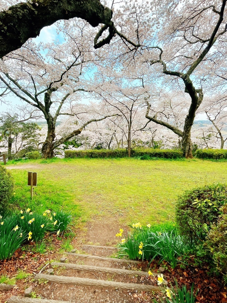 猫なぎ。さんが投稿した利府城跡に関する口コミの画像