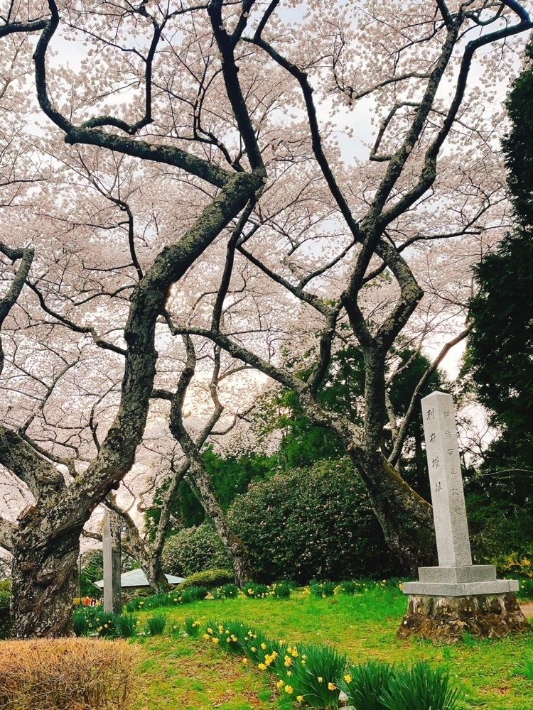 猫なぎ。さんが投稿した利府城跡に関する口コミの画像