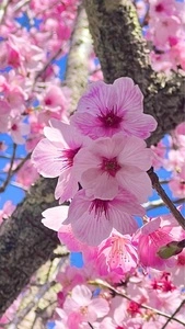 法善寺のしだれ桜