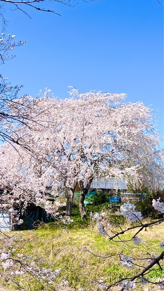 miiさんが投稿した法善寺のしだれ桜に関する口コミの画像
