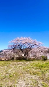 長瀞の桜