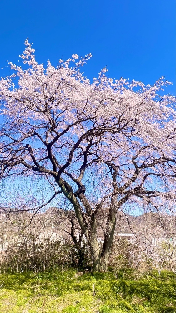 miiさんが投稿した長瀞の桜に関する口コミの画像