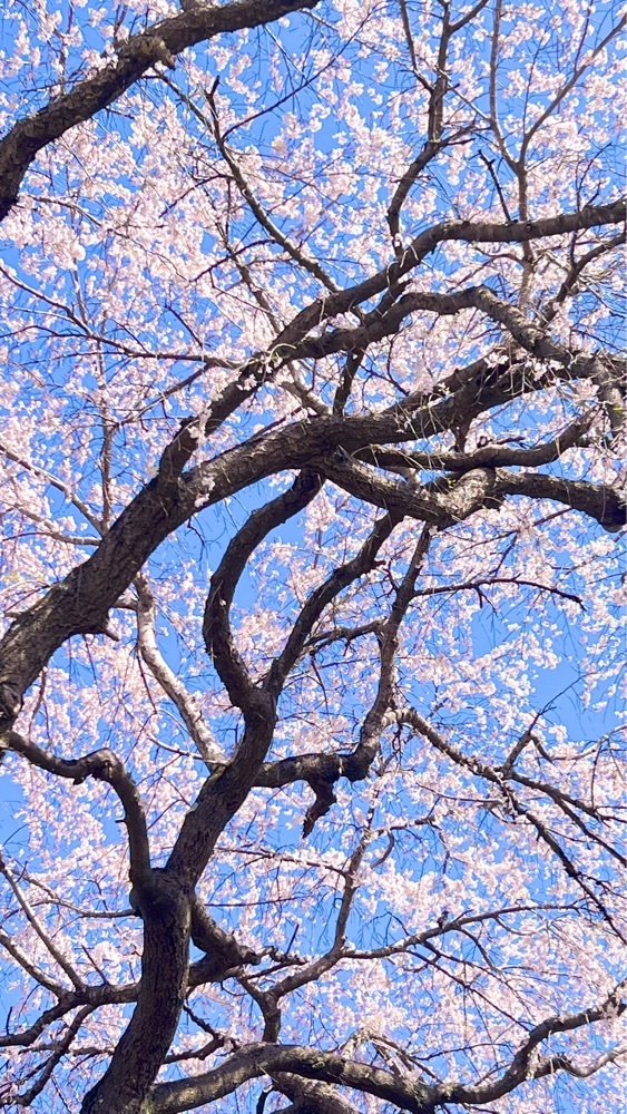 miiさんが投稿した長瀞の桜に関する口コミの画像