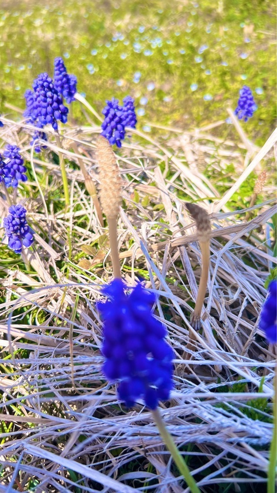 miiさんが投稿した長瀞の桜に関する口コミの画像