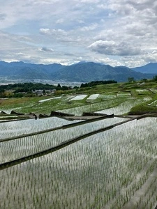 中野の棚田