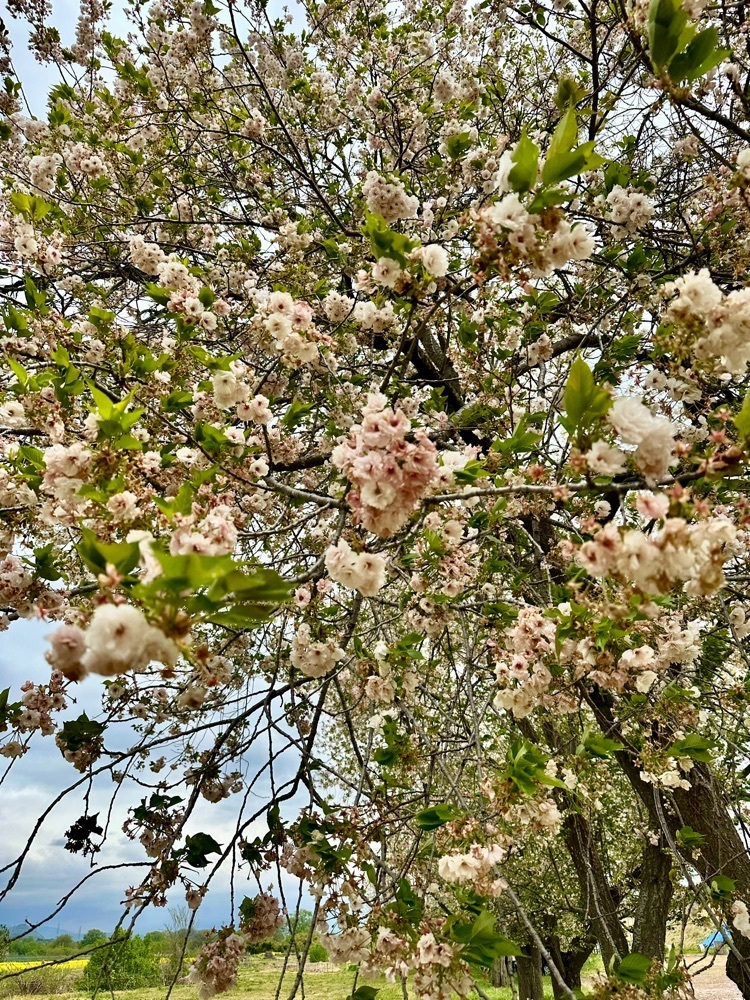 からっ風②さんが投稿した千曲川河川公園（リバーサイドパーク）に関する口コミの画像