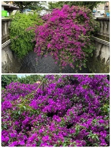 熱海銀座商店街