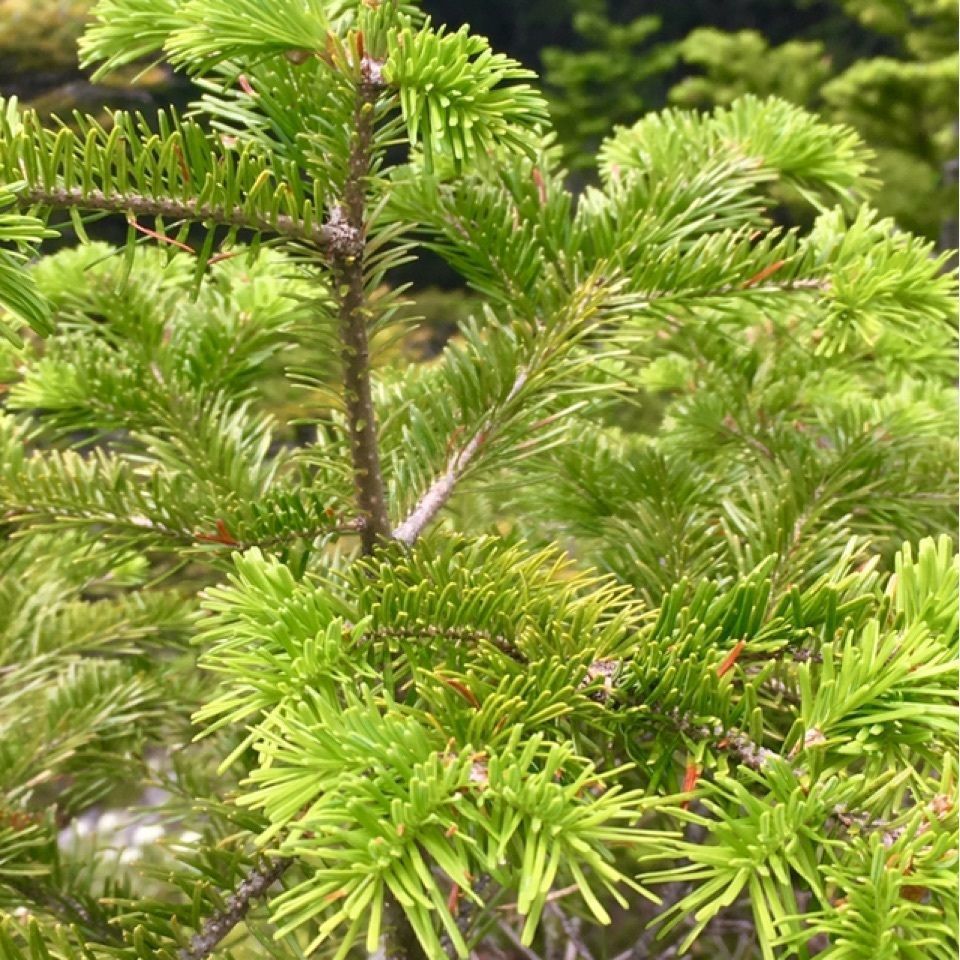 yoshiさんが投稿した駒止湖に関する口コミの画像