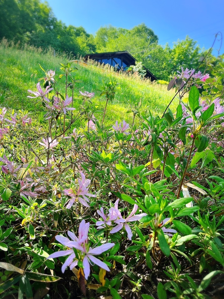 猫なぎ。さんが投稿したりんご温泉に関する口コミの画像
