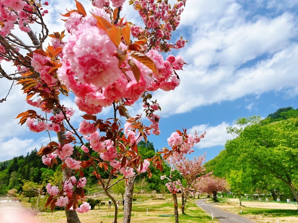 猫なぎ。さんが投稿した白川ダム湖岸公園キャンプ場に関する口コミの画像