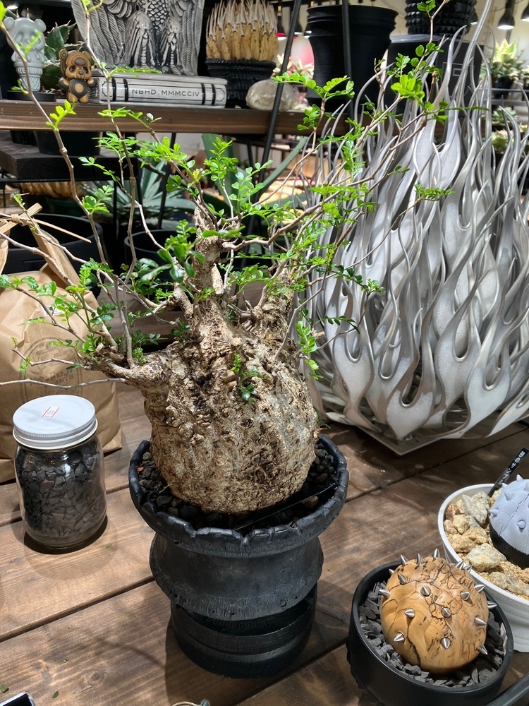 Nさんが投稿したMt.Fuji Plantsに関する口コミの画像