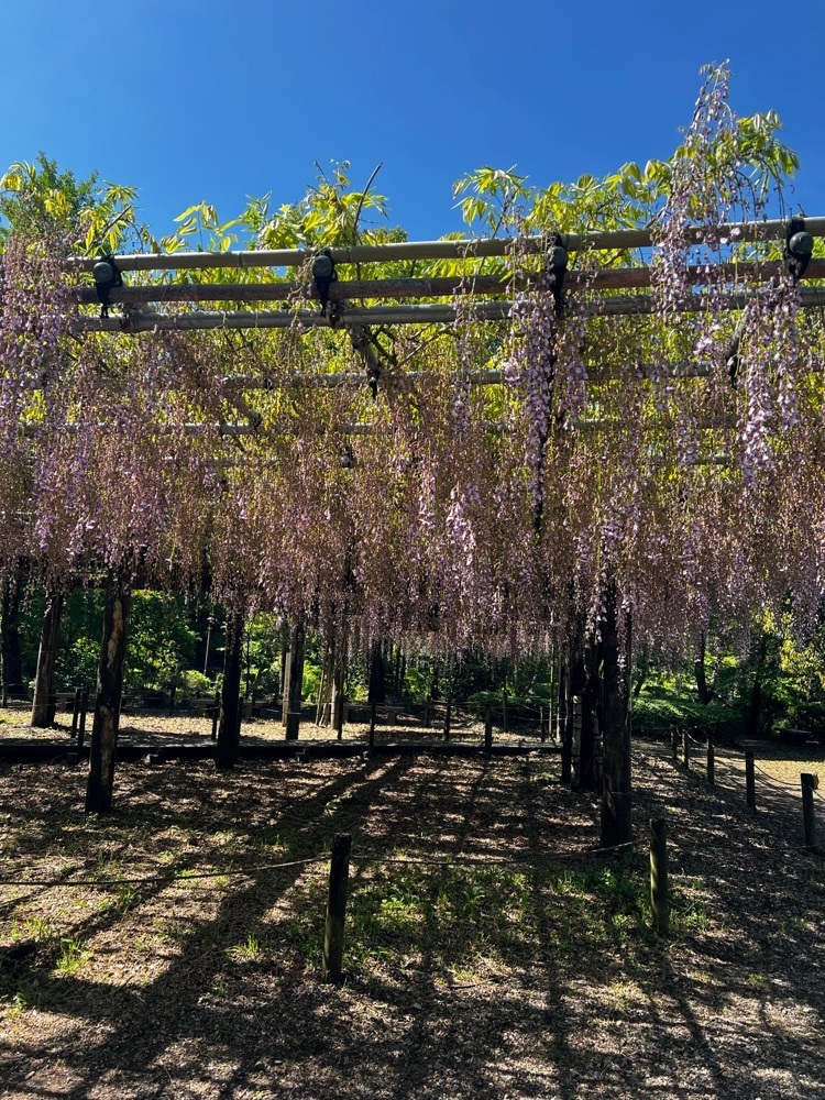 サブ&クルさんが投稿した町田薬師池公園四季彩の杜 薬師池(薬師池公園)に関する口コミの画像