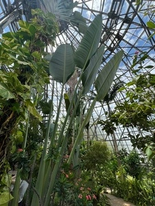 東京都夢の島熱帯植物館