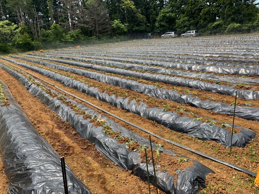らぐ🏉🍺ビアさんが投稿した能登島大橋に関する口コミの画像