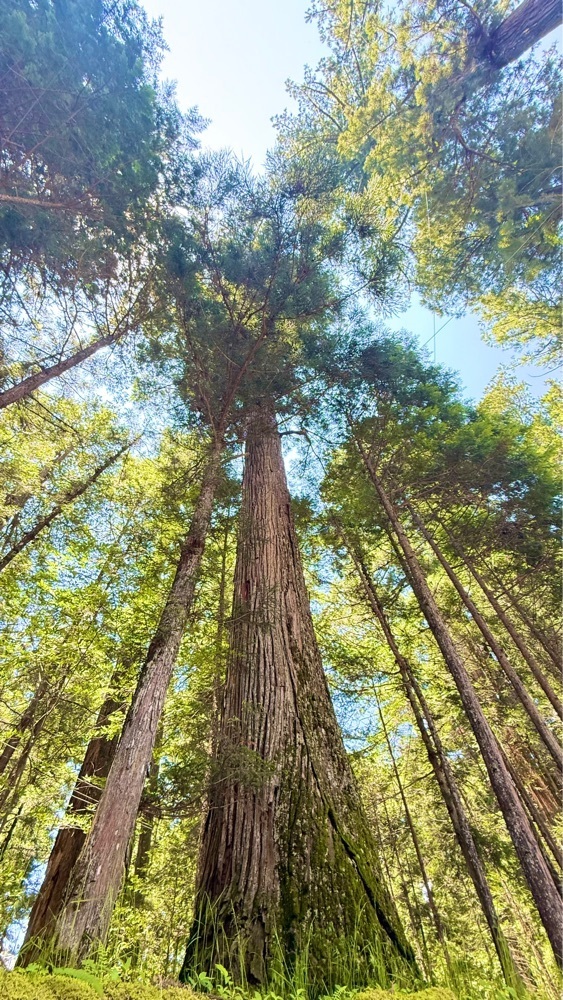 miiさんが投稿した東照宮本殿、石之間、拝殿に関する口コミの画像