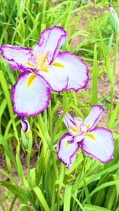 菖蒲城趾あやめ園