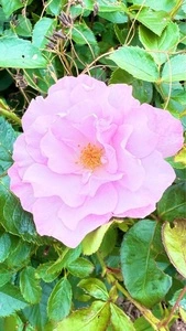 菖蒲城趾あやめ園