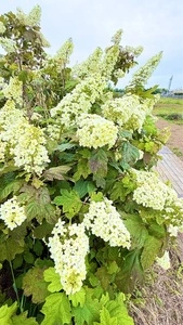 菖蒲城趾あやめ園