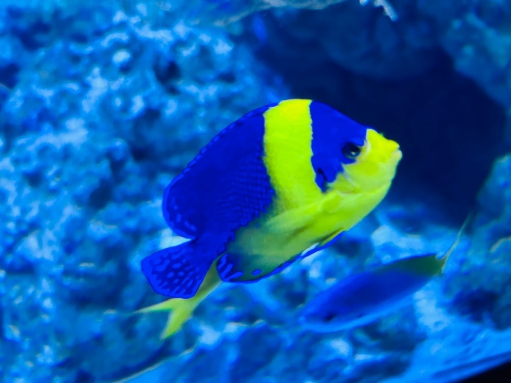 cool_village_20d2さんが投稿したいおワールドかごしま水族館に関する口コミの画像