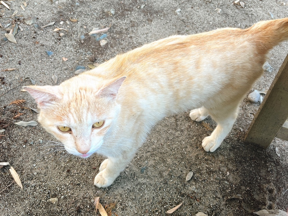 猫なぎ。さんが投稿した豊龍神社に関する口コミの画像