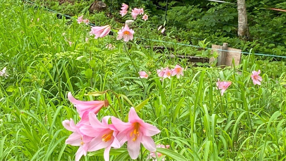 calm_gift_1030さんが投稿した高清水自然公園に関する口コミの画像