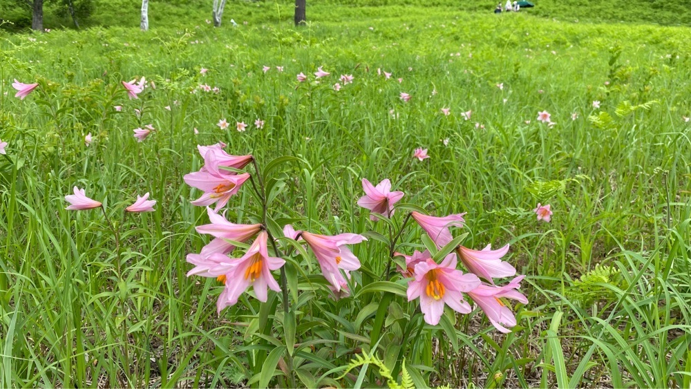 calm_gift_1030さんが投稿した高清水自然公園に関する口コミの画像