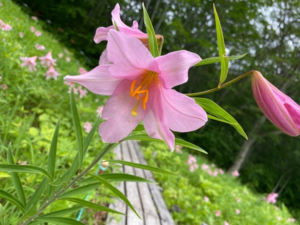 calm_gift_1030さんが投稿した高清水自然公園に関する口コミの画像