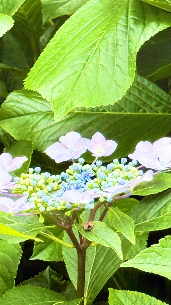 miiさんが投稿したセブンイレブン 菖蒲柴山に関する口コミの画像